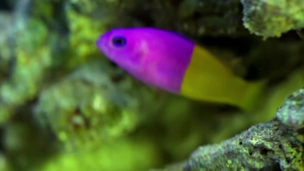 Royal dottyback y peces payaso en el acuario — Vídeo de stock