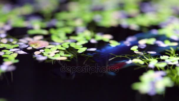 Blue gold fish under surface of water — Stock Video