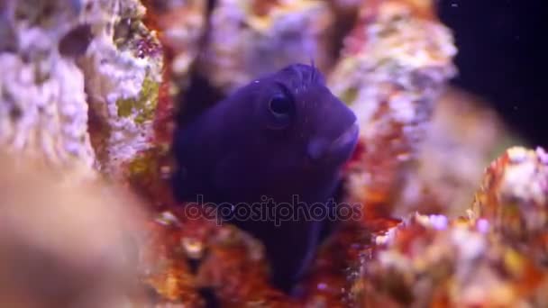 埋伏在珊瑚和狩猎在水族馆的鱼 — 图库视频影像