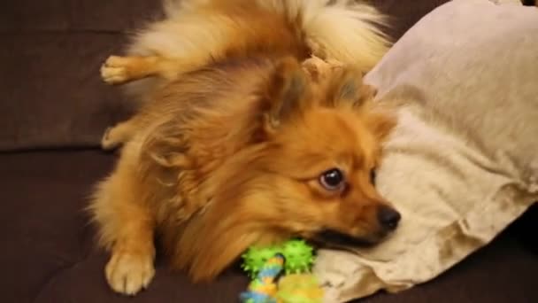 Dog sitting on couch with toy and barks — Stock Video