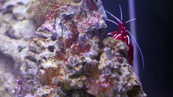 Огненные креветки и красочные рыбы в аквариуме — стоковое видео