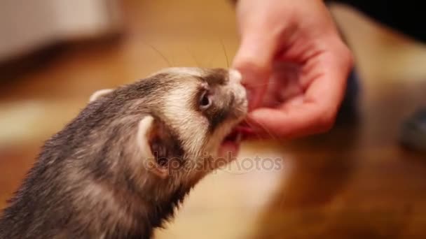 Ferret eating from hand of owner in home — Stock Video