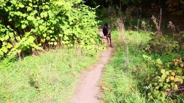Dobermans running in summer forest — Stock Video
