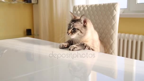 Kot siedzi przy stole i bawi się z liny — Wideo stockowe