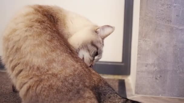 Grey cat sits on floor and cleans — Stock Video