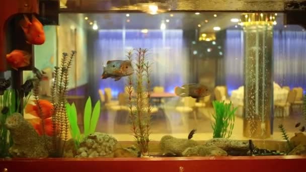 Рыбы плавают в прозрачном аквариуме в ресторане — стоковое видео