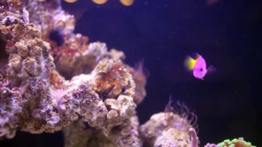 Royal dottyback Deniz Akvaryumu