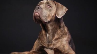 Güzel köpek Cane Corso yakın çekim