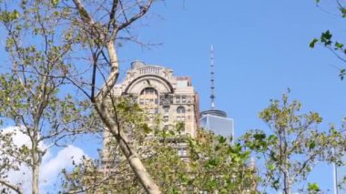 Yüksek bina ve yeşil ağaç dalı 