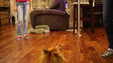 Küçük tüylü köpek evde atlar