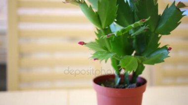 Schlumbergera çiçek plastik saksı içinde 