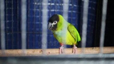 Yeşil papağan kafes içinde levrek tarafından yürüyüş