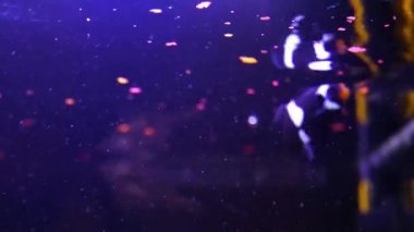 Balıklar yem, gıda kırıntısı yüzeyinden kapma