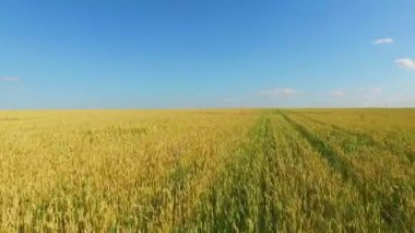 yolun karşısındaki rue alan kulakları dolu 