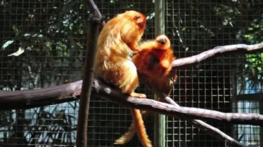 Altın Aslan Tamarin sit dalı 