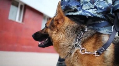 Kamuflaj karakoldaki polis yakın duran çoban başkanı