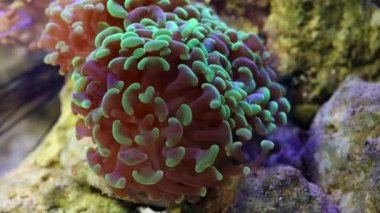anemon tentacles akvaryumda sallayarak