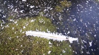 Buz ve bataklık çubuğa soğuk yosun