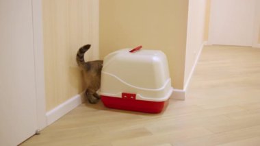 giren kedi çöp kutu kapalı 