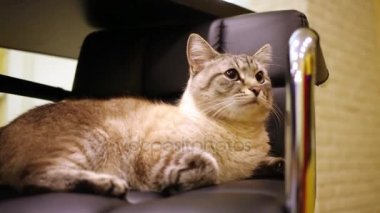 Gri kedi sandalyenin üstüne yalan  