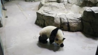 küçük panda taşlar hayvanat bahçesinde yürür.