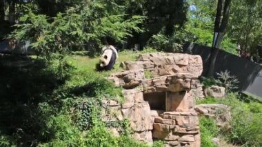 Panda çimenlerin üzerinde yürür ve hayvanat bahçesinde taş