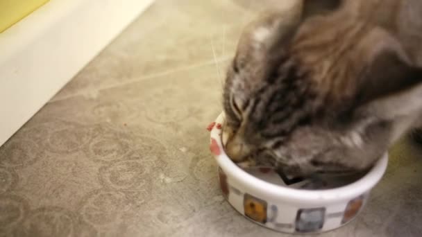 Кіт їсть з керамічної миски на підлозі — стокове відео