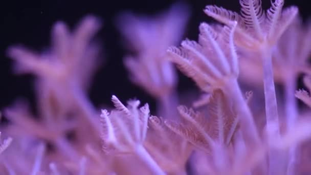 Poliep armen zwaaien in water van aquarium — Stockvideo