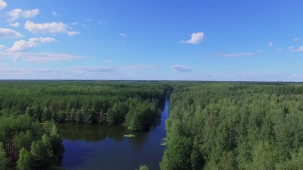 Forest area with blue river — Stock Video
