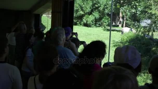 Lidé střílet panda v Smithsonian National Zoo ve Washingtonu — Stock video