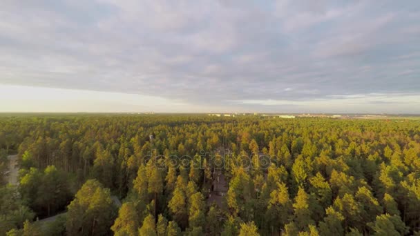 Bosque y ciudad en el horizonte — Vídeo de stock