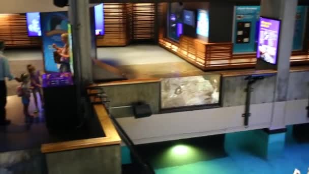 Menschen in Neuengland-Aquarium in Boston — Stockvideo