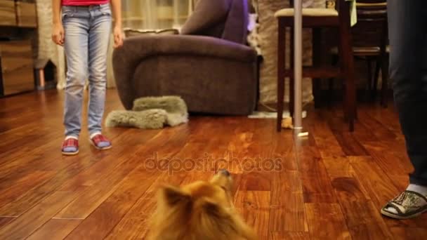 Liten fluffig hund hoppar hemma — Stockvideo