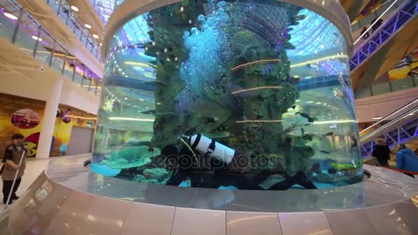 Podíváme se v akváriu potápěč — Stock video