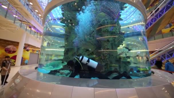 Diver looking up in aquarium — Stock Video