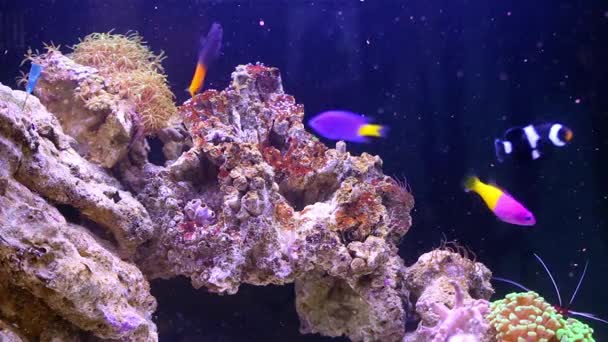 Peixes coloridos com rocha no aquário marinho — Vídeo de Stock