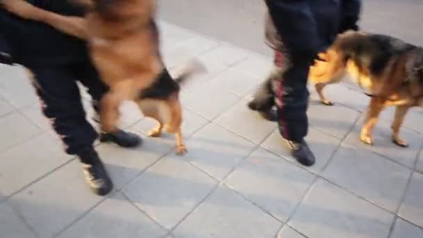 Полицейские с рабочими собаками в намордниках на поводке — стоковое видео