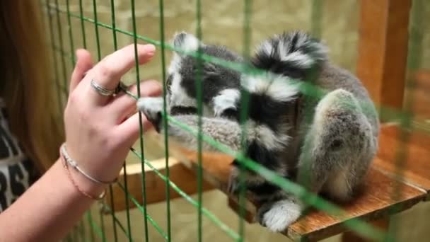 動物園で檻と女性の手でキツネザル — ストック動画