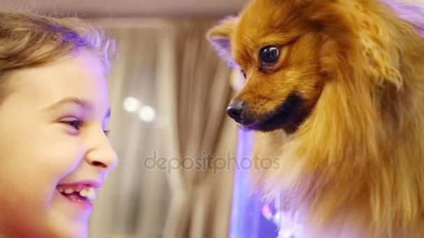 Girl looks at small german spitz — Stock Video