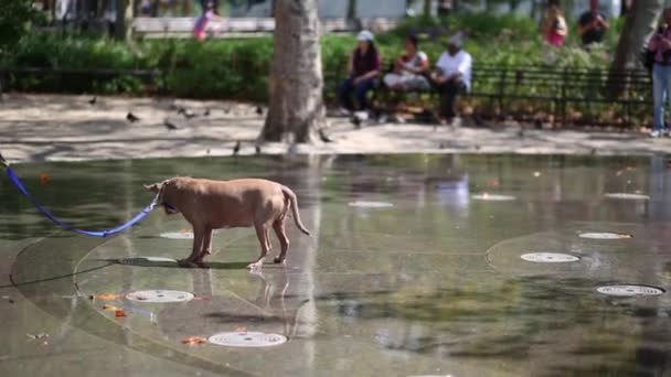 Divertido perro juega con la fuente en el parque — Vídeo de stock