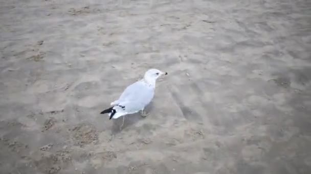 Gaivota corre e voa na praia perto do mar — Vídeo de Stock