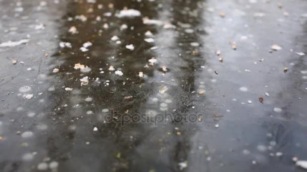 Glace épaisse avec bulles sur l'étang — Video