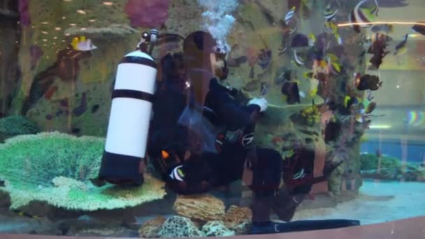 Plongeur au fond de l'aquarium dans le centre commercial — Video