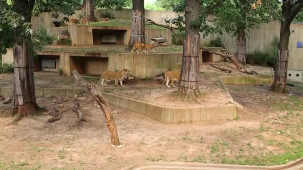 Leoni selvatici camminano nella voliera allo zoo — Video Stock