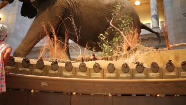 Mädchen betrachtet ausgestopften Elefanten Nationales Naturkundemuseum — Stockvideo