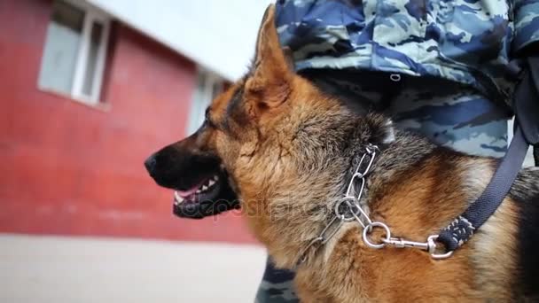 Head of shepherd standing near policeman in camouflage — Stock Video