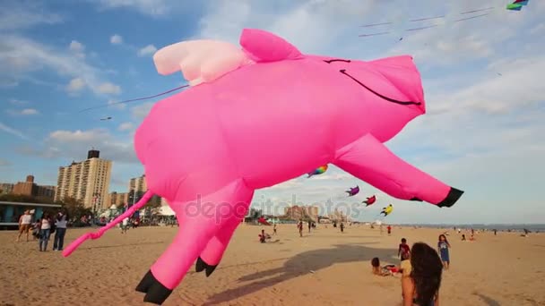 Roze varken vliegers op jaarlijkse International Kite Festival — Stockvideo