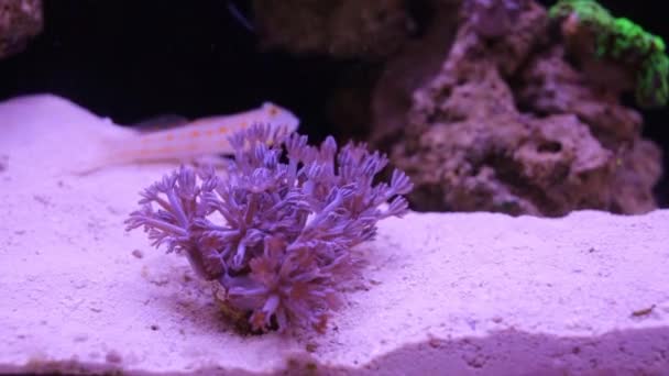 Подводное растение и рыба в аквариуме — стоковое видео