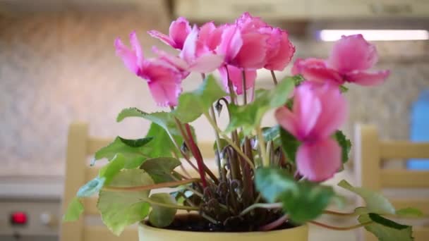 Flor de ciclamen rosa en maceta de plástico — Vídeos de Stock