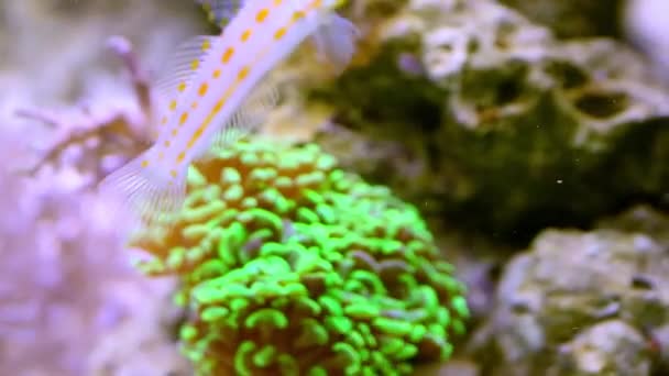 Skvrnitý sandperch krmení v akváriu — Stock video